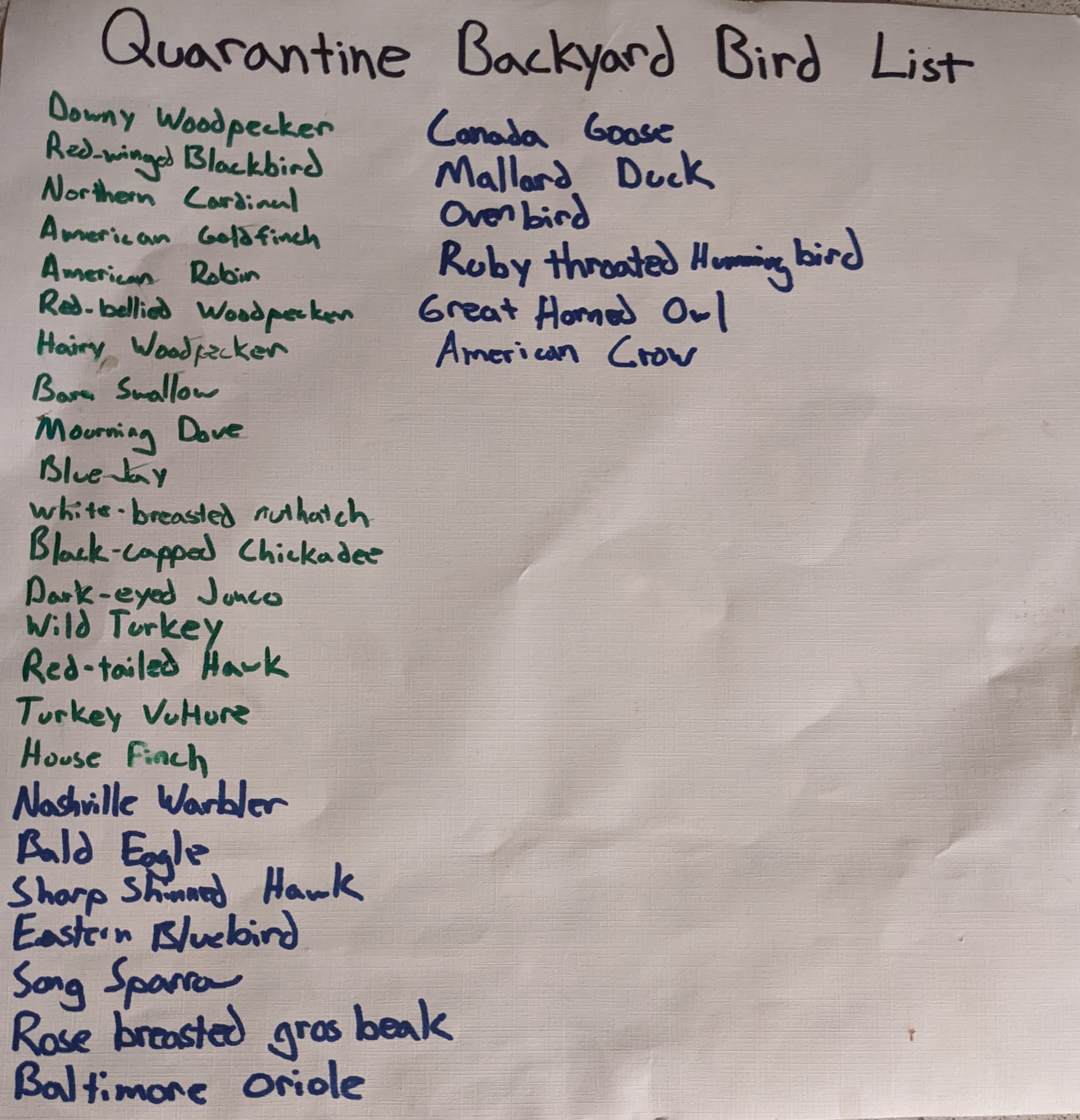Quarantine Backyard Bird List